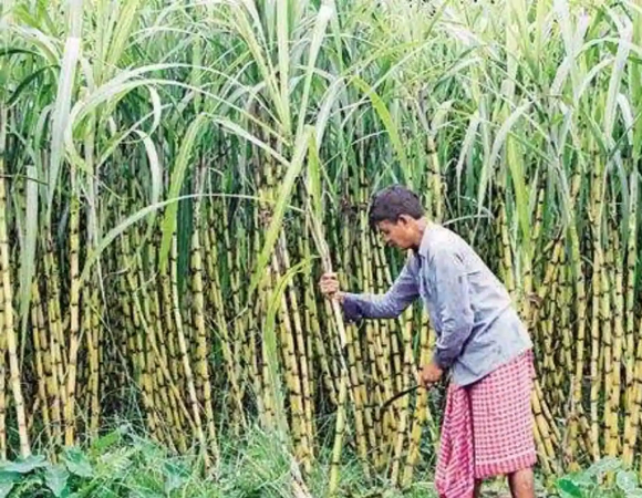 sugarcane-farmer